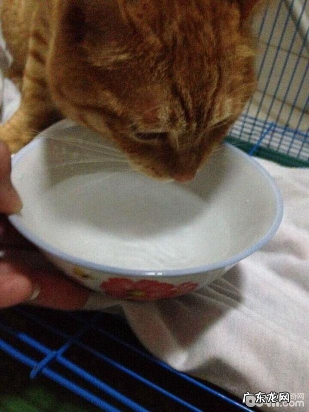 究竟如何辨别好的宠物诊所