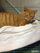 究竟如何辨别好的宠物诊所