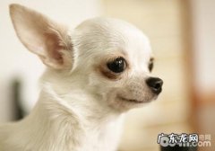 犬急性胃肠炎的发病原因及病症