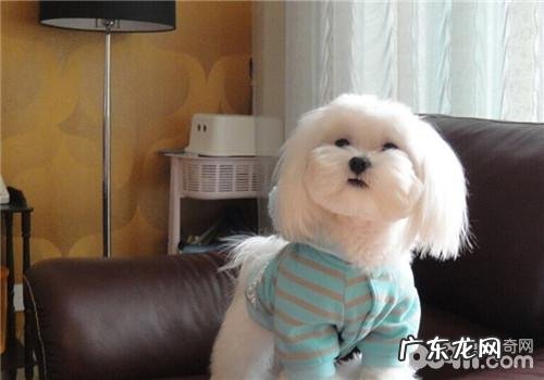 犬败血病的病症有什么