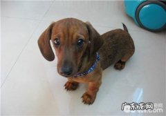 犬亚急性胃炎的治疗方式