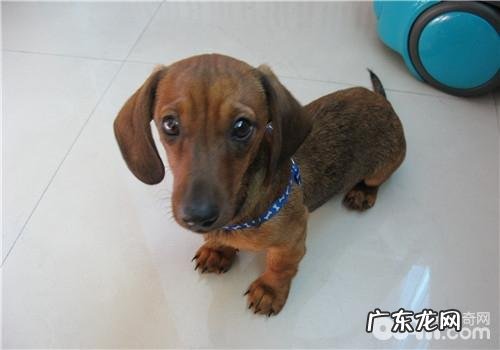 犬亚急性胃炎的治疗方式