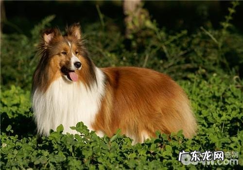 犬异食癖的发病原因及病症