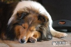 犬诺卡氏菌病的预防关键点