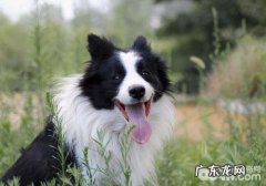 造成 边境牧羊犬腹泻的缘故有什么