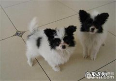 犬反复性趾间襄肿的发病原因剖析