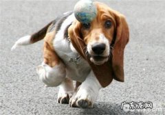 犬目光垂脱的治疗方法