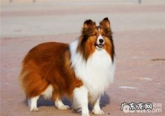 犬诺卡氏菌病的症状表现