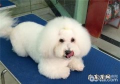 犬目光垂脱的发病原因剖析