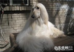 犬糖尿病患者的治疗方法