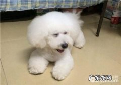 犬患糖尿病患者的病症有什么