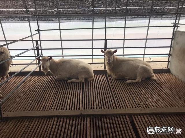 养一百只羊,前期需要投入多少钱?