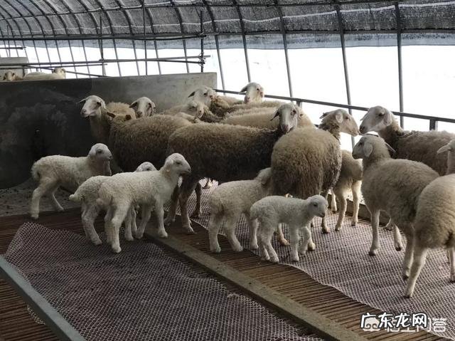 养一百只羊,前期需要投入多少钱?