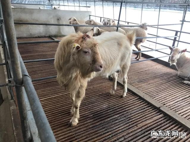 养一百只羊,前期需要投入多少钱?