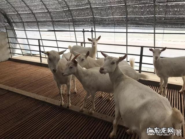 养一百只羊,前期需要投入多少钱?