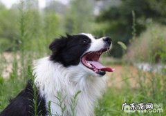 让边境牧羊犬杜绝皮肤疾病