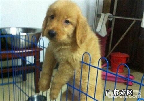 犬白內障的确诊方式有什么