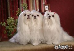 犬除毛症的治疗措施