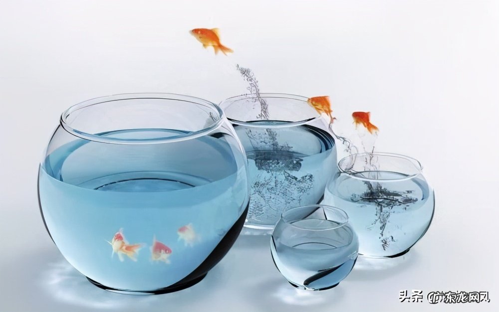 金鱼缸效应是什么意思？企业中的金鱼缸效应有哪些？