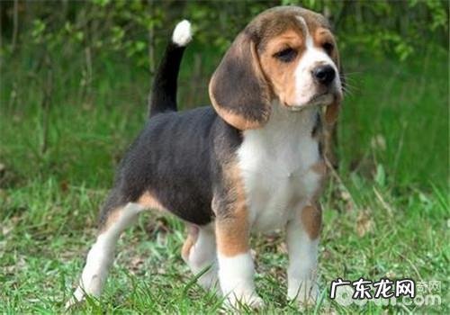 犬布鲁氏菌病的预防关键点