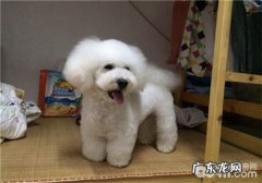 犬副伤寒病的病源剖析