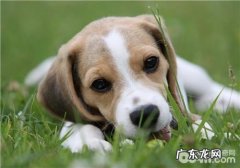 犬布鲁氏菌病的临床表现