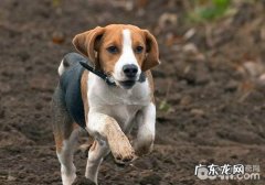 犬感染性肝炎的治疗常见问题