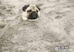 犬传染性肝炎的预防关键点