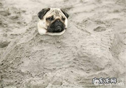 犬传染性肝炎的预防关键点