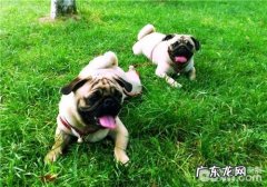 犬传染性肝炎的临床表现