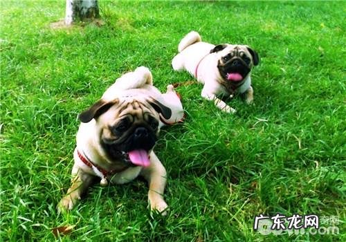 犬传染性肝炎的临床表现