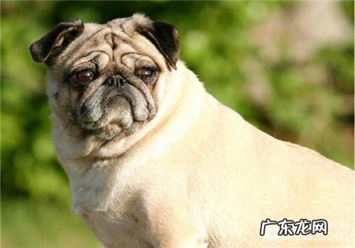 犬感染性结肠炎的防止关键点