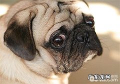 犬感染性肠炎的治疗标准