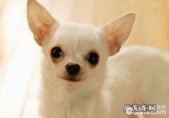 吉娃娃发高烧须高度重视