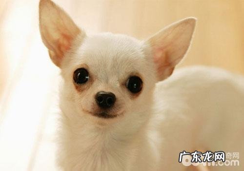 吉娃娃发高烧须高度重视