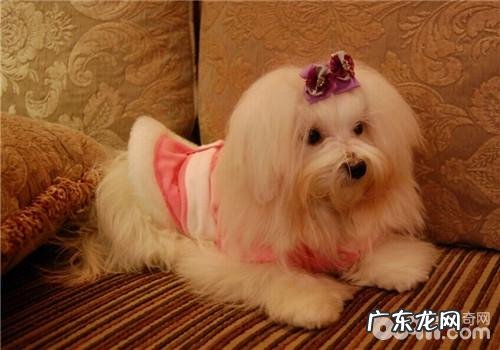 犬椎间盘电脑键盘突显的保养关键点