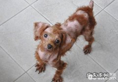 怎样解决小狗秃毛症