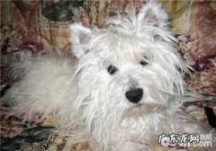 小狗脱水怎么办