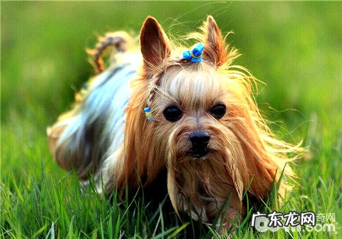 小狗肝硬化腹水的病症与治疗方法