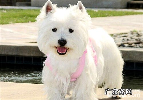 小狗患皮肤湿疹的发病原因及预防对策