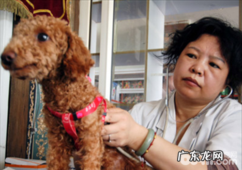 小狗患了血压高该怎么办