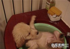 小狗患了血压高该怎么办