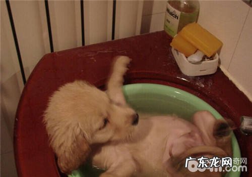 小狗患了血压高该怎么办