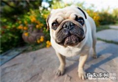 犬感染性结肠炎的确诊方式