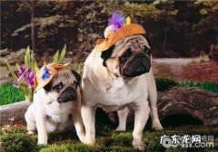 犬感染性结肠炎的病原菌详细介绍