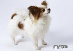 喂养不善很有可能会造成 蝴蝶犬拉肚子