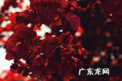 抖音免费蓝v年审要钱吗？认证审核通过需要几天？