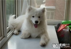 如何给小狗清洁灌肠与洗胃