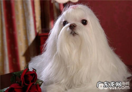 如何给小狗清洁灌肠与洗胃