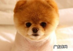 不必随意给小狗喂止疼药